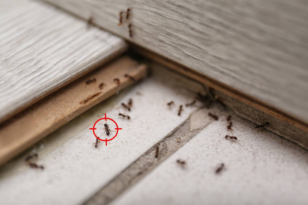 Best Pest Removal Services  in Honea Path, SC
