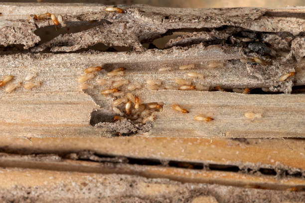 Reliable Honea Path, SC Pest Control Solutions